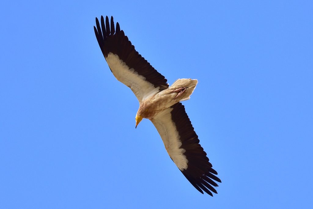 Egyptian Vulture reference
