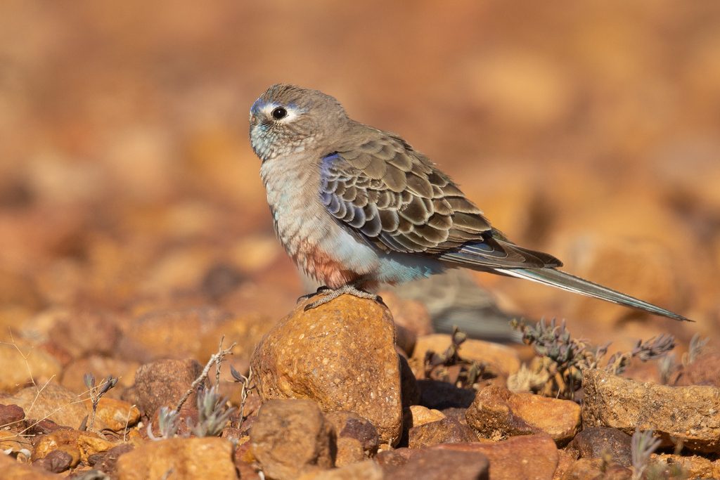 Bourke's Parrot reference