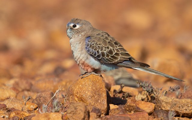 Bourke's Parrot reference
