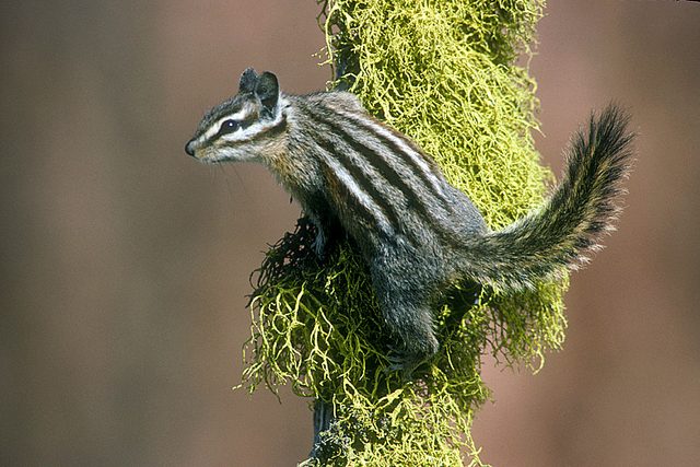 Yellow-pine Chipmunk reference
