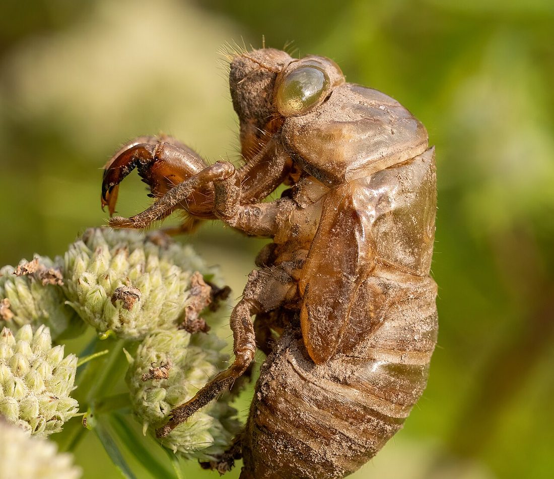 Northern Dog-day Cicada reference