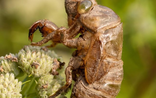 Annual Cicada reference