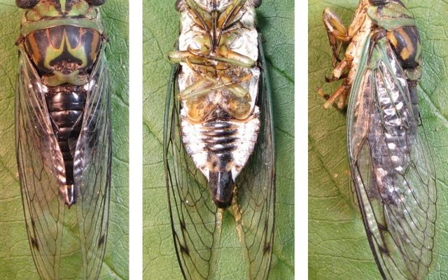 Linne's Cicada reference