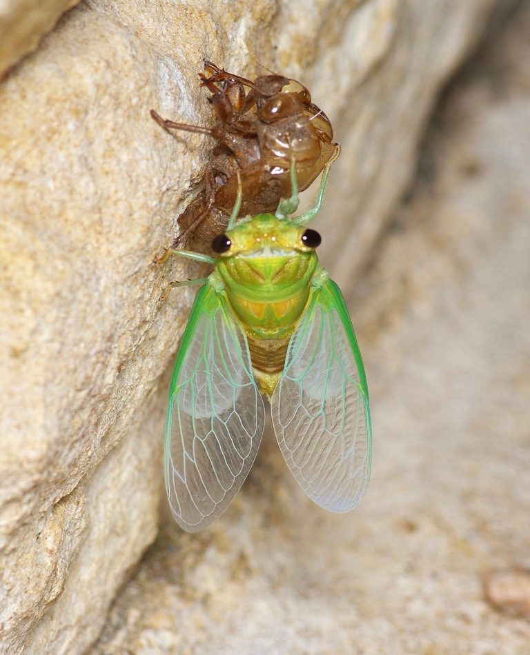Superb Dog-day Cicada reference