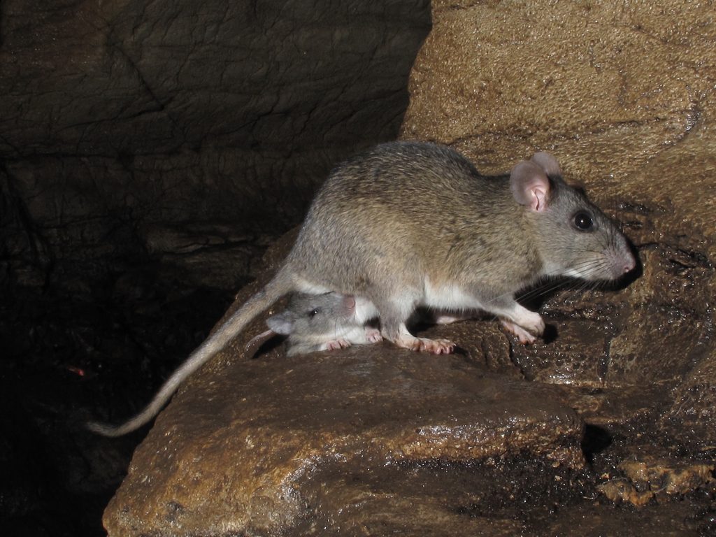 Allegheny Woodrat reference