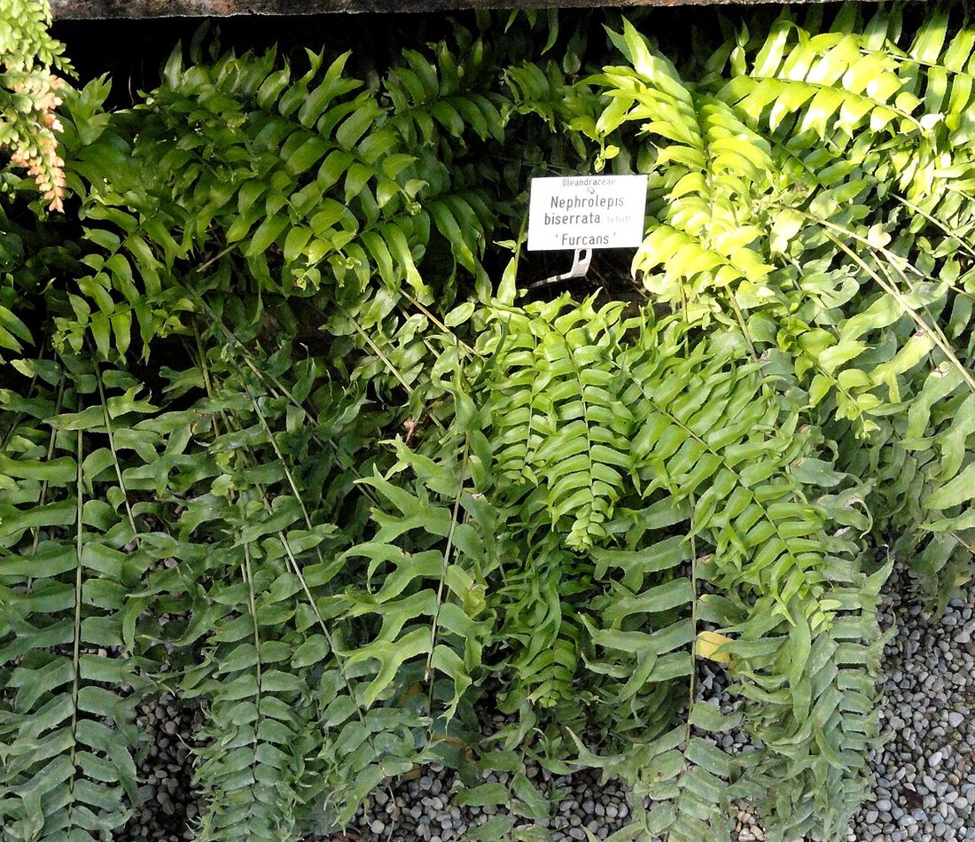 Giant Sword Fern reference