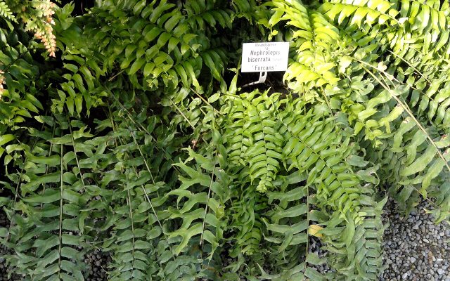Giant Sword Fern reference