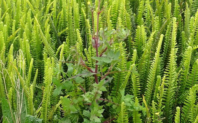 Tuberous Sword Fern reference