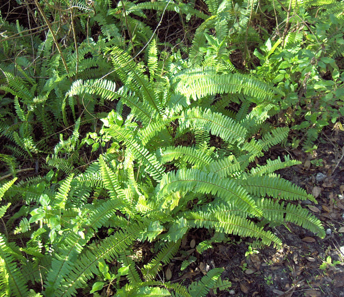 southern sword fern reference