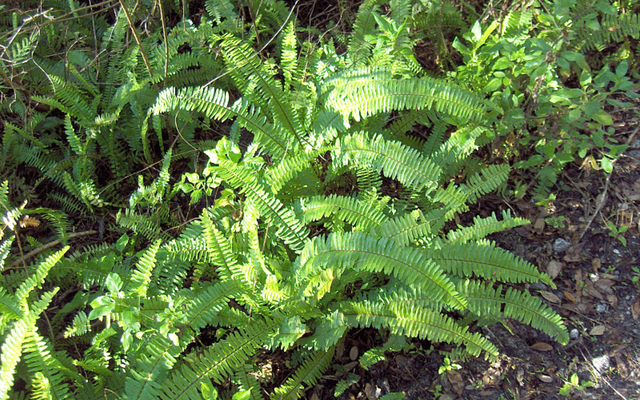 Boston Fern reference