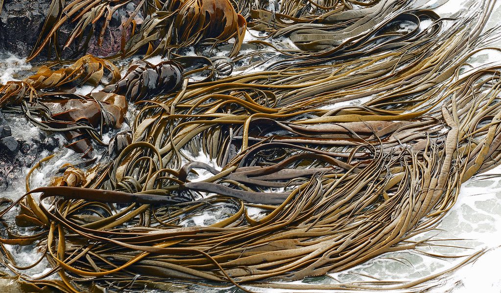 Bull Kelp reference