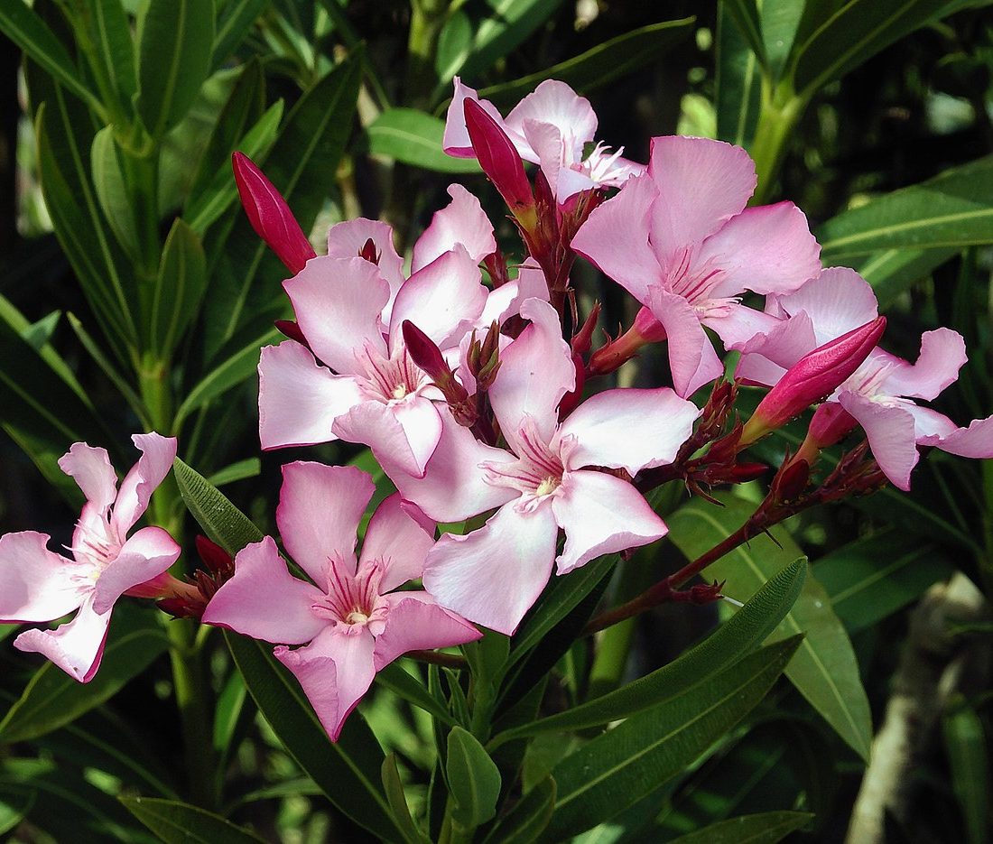 Nerium oleander reference