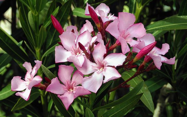 Oleander reference