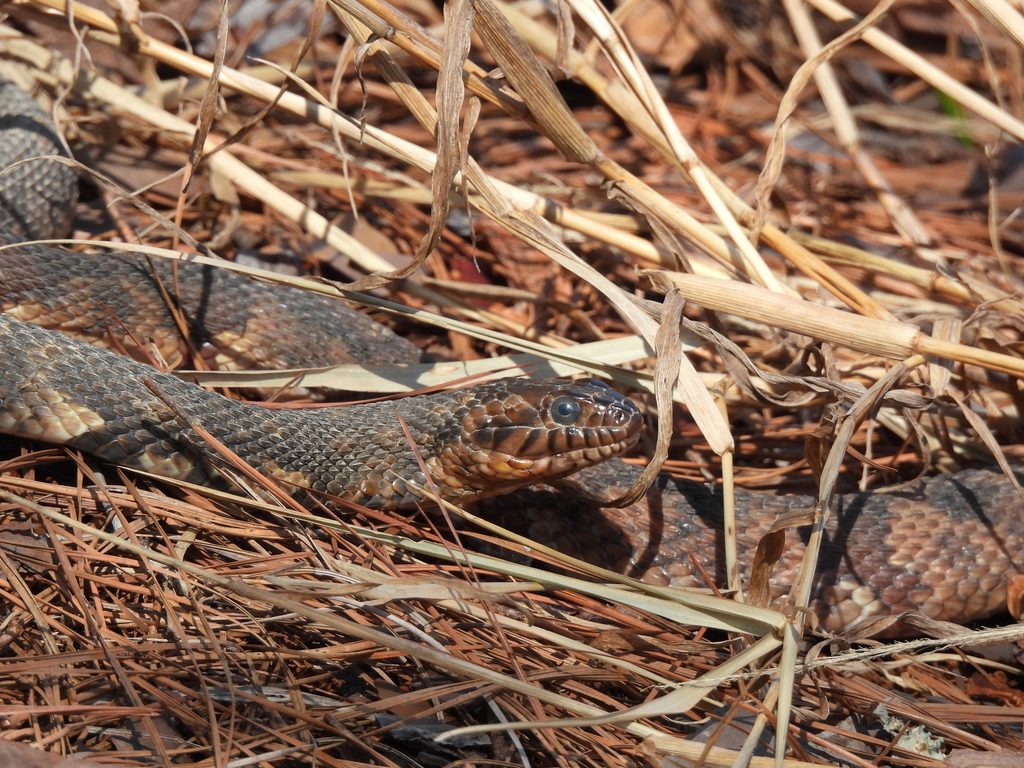Nerodia fasciata confluens reference