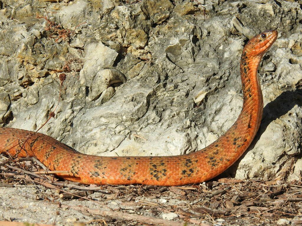 Banded Watersnake reference