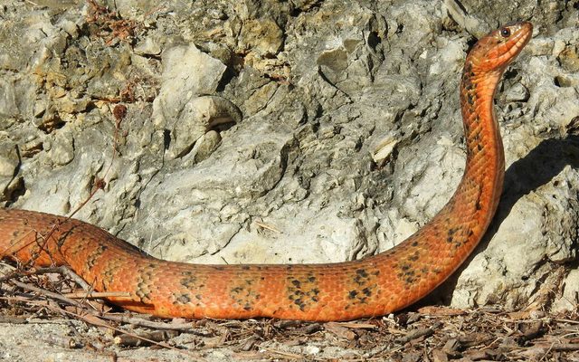 Banded Watersnake reference