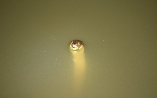 Diamondback Water Snake reference