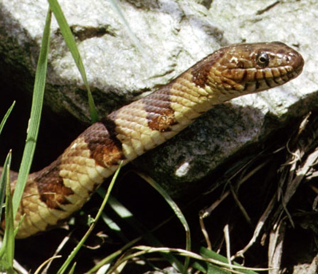 Common Watersnake reference