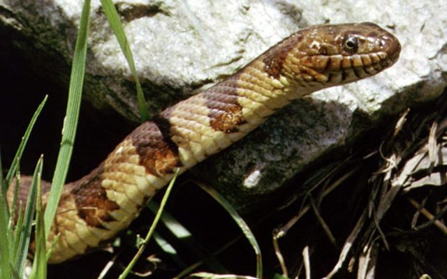 Common Watersnake reference