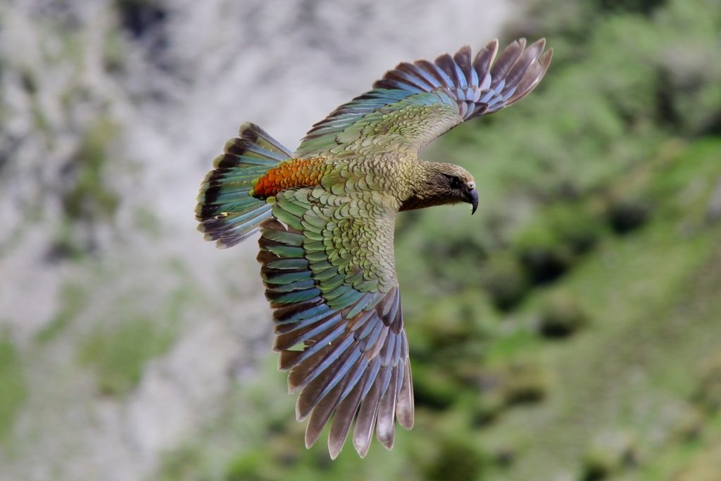 Kea reference