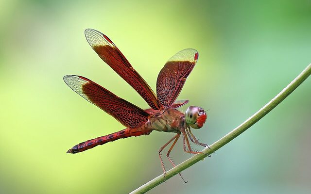 Grasshopper Dragonfly reference