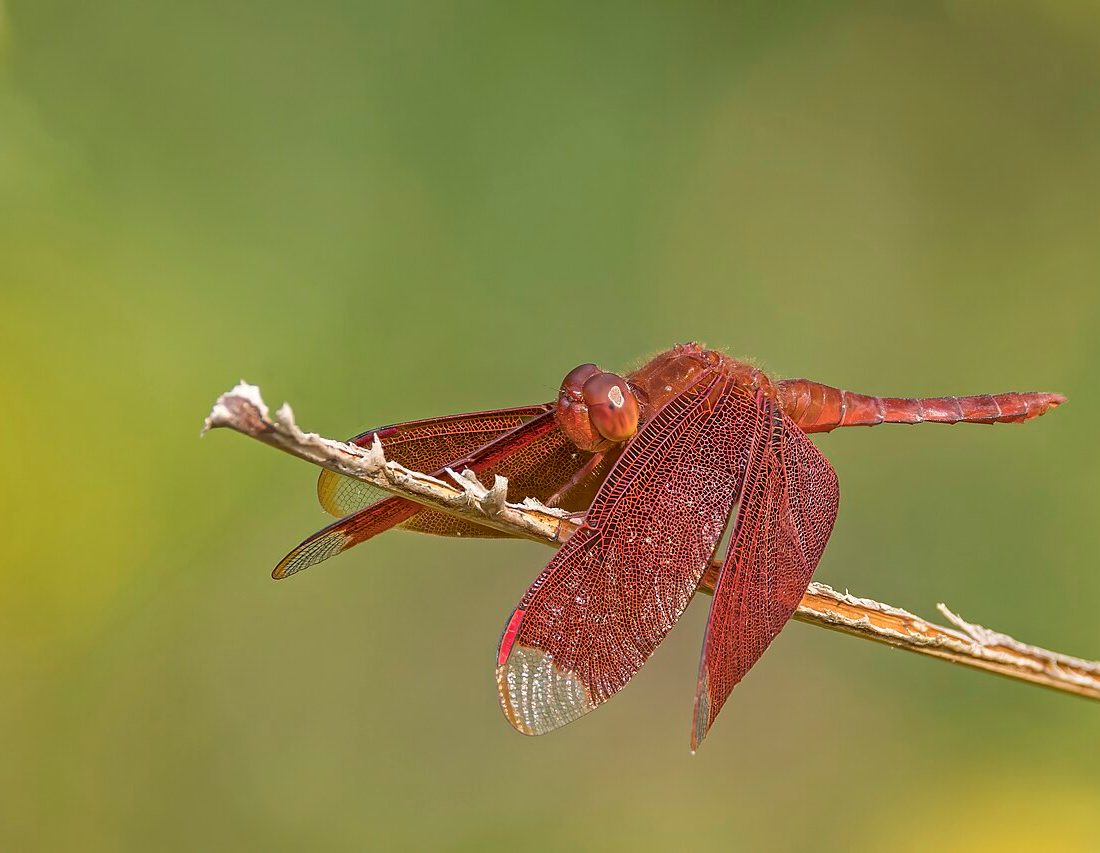 Russet Percher reference