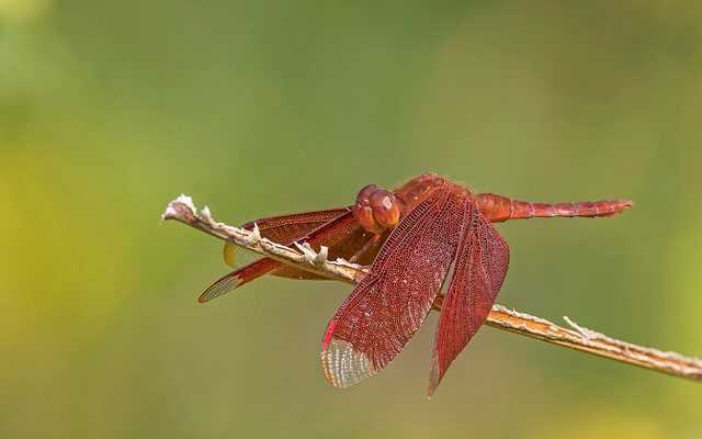 Fulvous Forest Skimmer reference