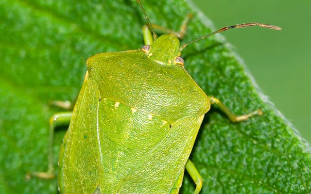 Southern Green Stink Bug reference