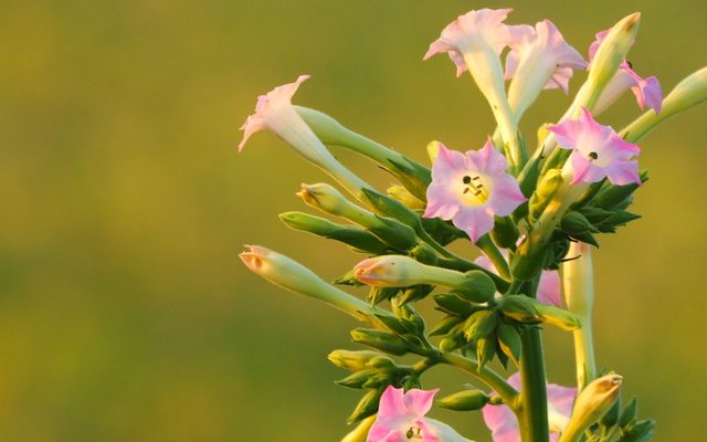 Cultivated Tobacco reference