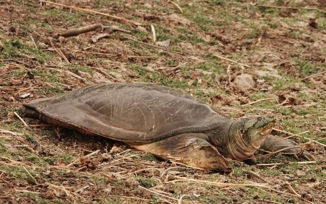 Indian Softshell Turtle reference