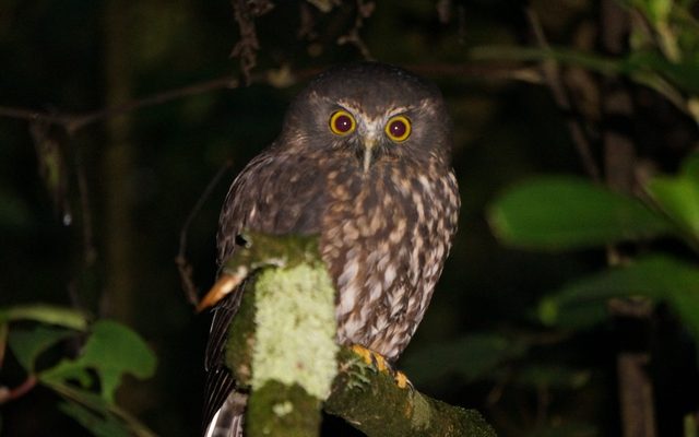 Morepork reference