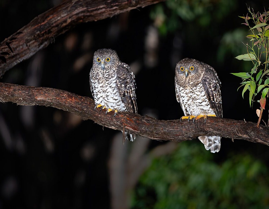 Powerful Owl reference