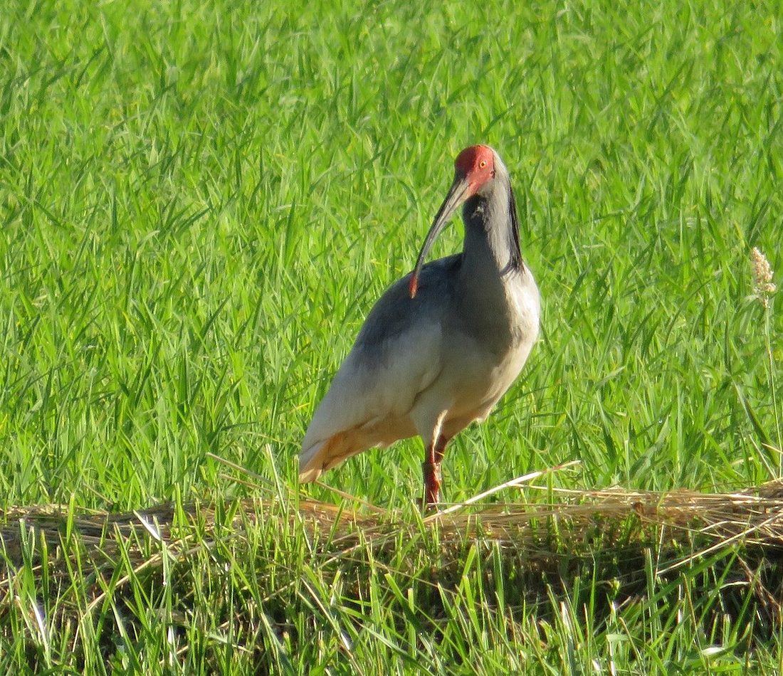 Crested Ibis reference