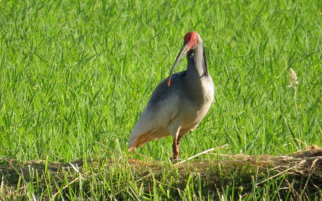 Crested Ibis reference