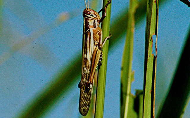 Red Locust reference