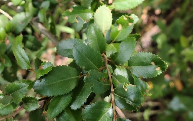 Coihue reference