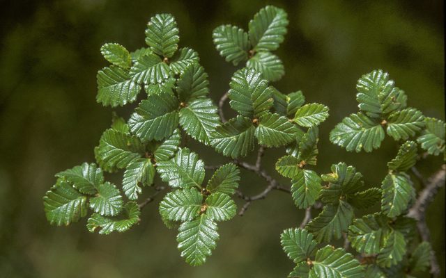 Lenga Beech reference