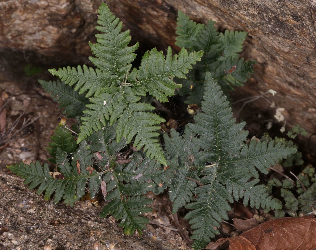 Star Cloak Fern reference