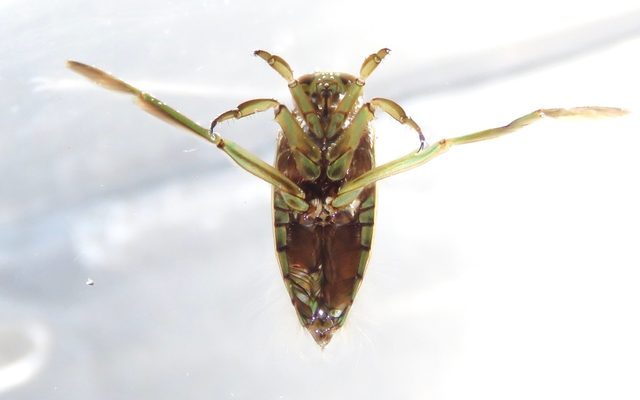 Backswimmer reference