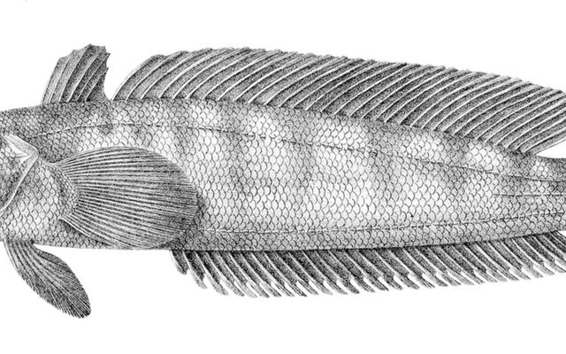 Marbled Rockcod reference