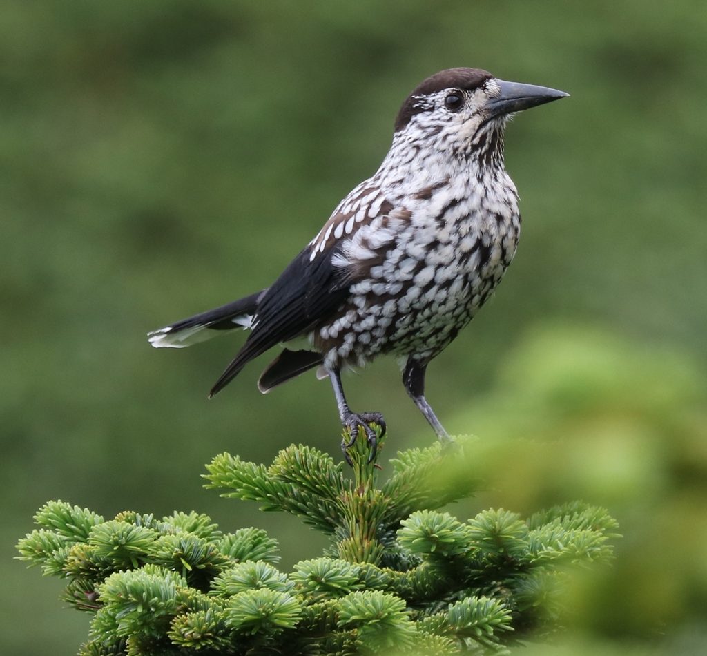 Northern Nutcracker reference