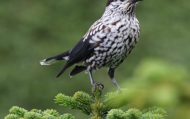Eurasian Nutcracker reference