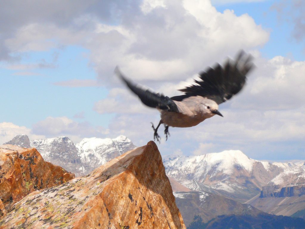 Clark's Nutcracker reference