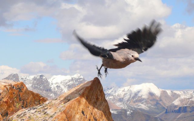 Clark's Nutcracker reference