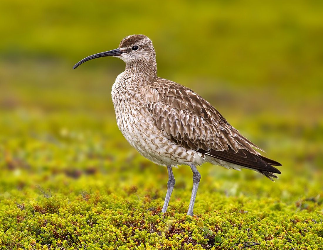Eurasian Whimbrel reference