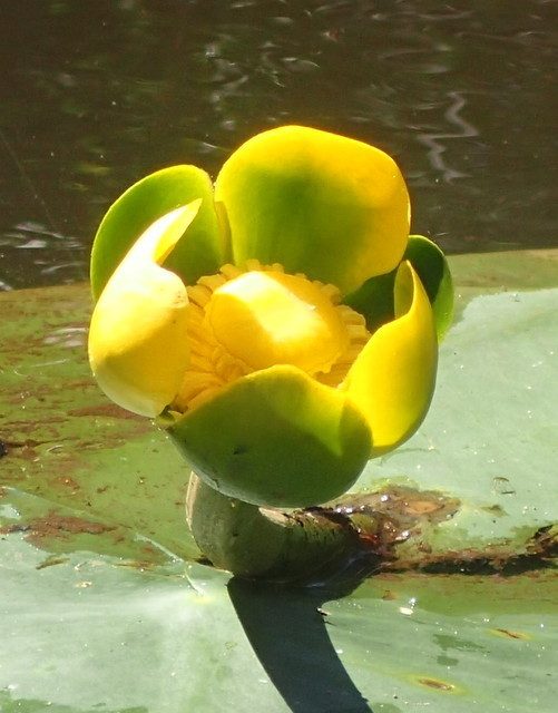 Spatterdock reference