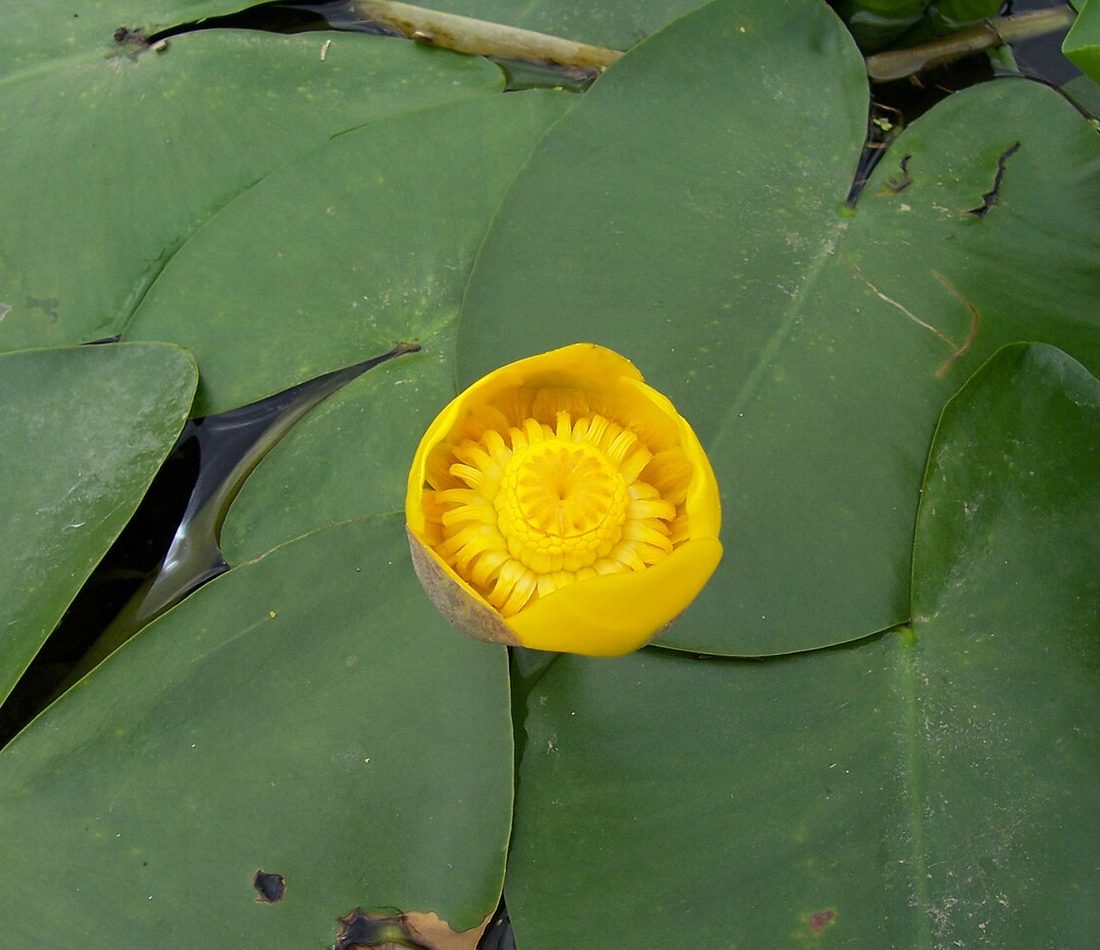 yellow water-lily reference