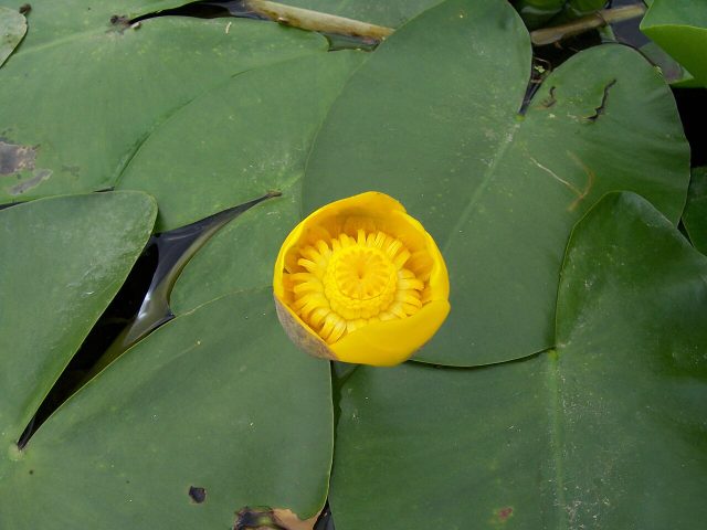 Yellow Water-lily reference