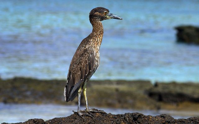Yellow-crowned Night Heron reference