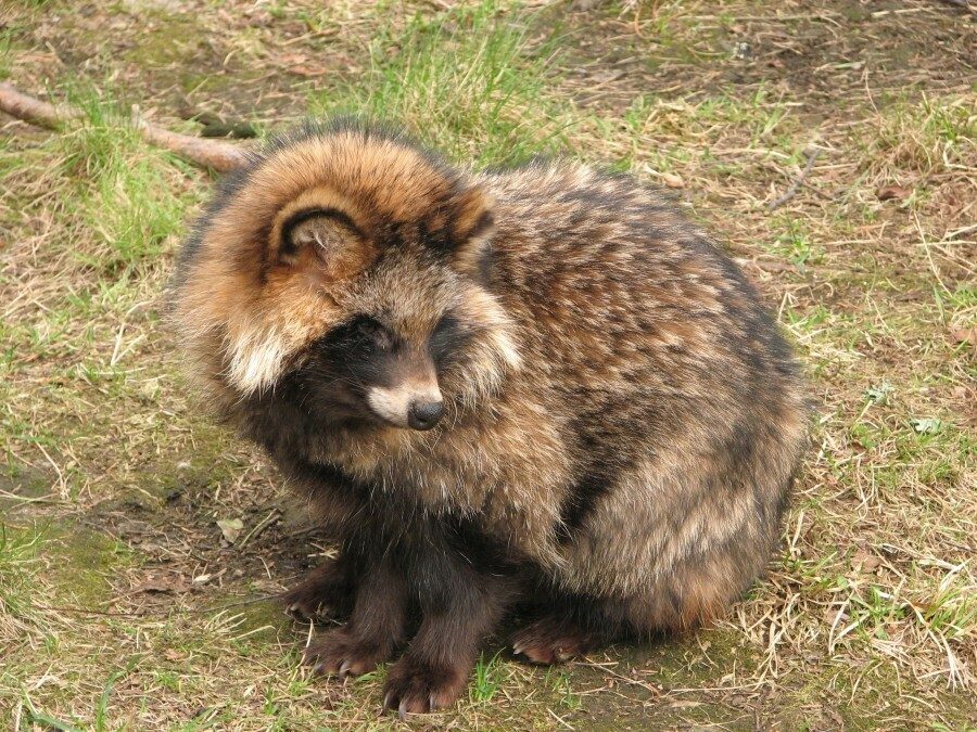 Tanuki reference